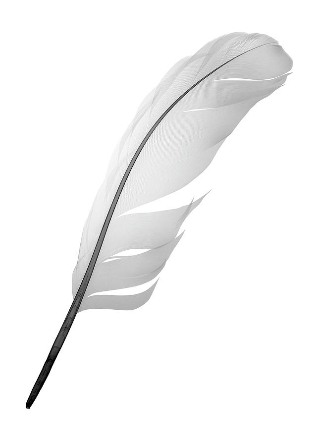 X-ray Of Feather Photograph by Nick Veasey X-ray Of Feather Photograph by Nick Veasey