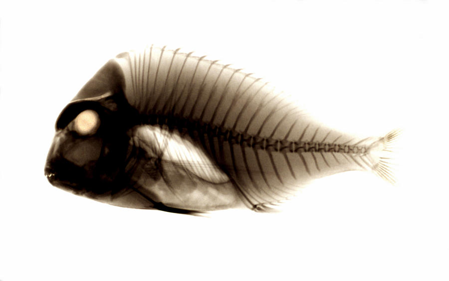 X-ray Of Fish Photograph by Mike Hill