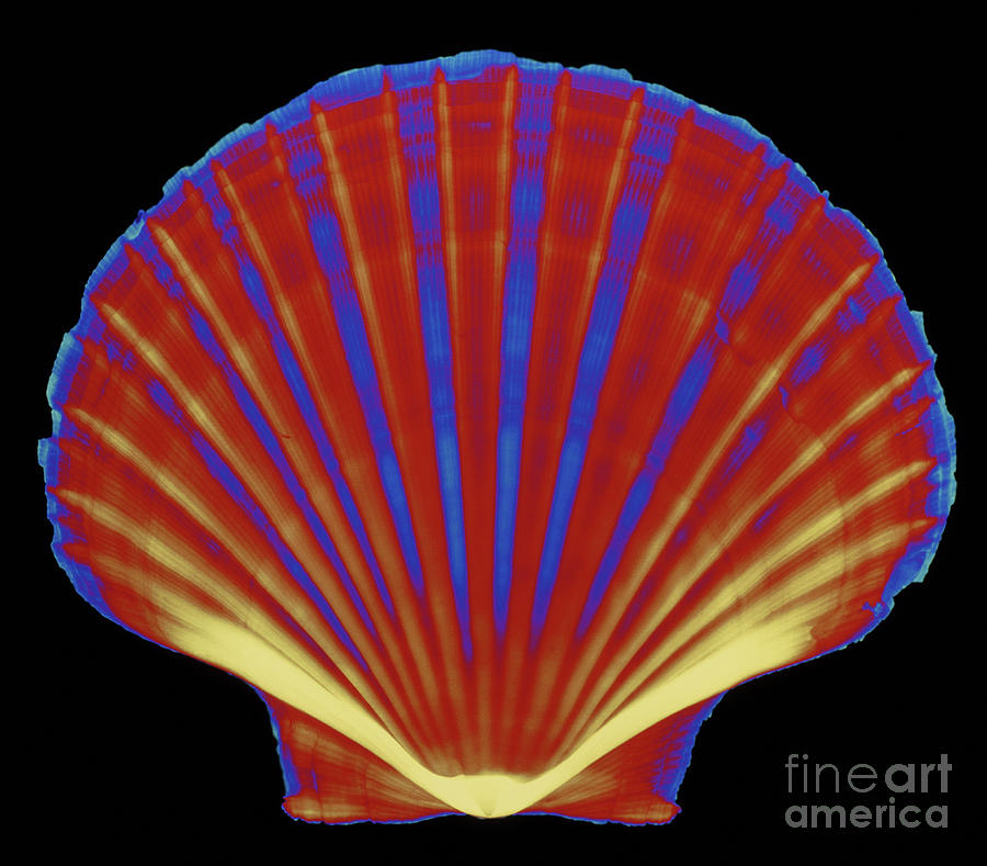 Xray Of Pecten Scallop Shell Photograph by D. Roberts/science Photo