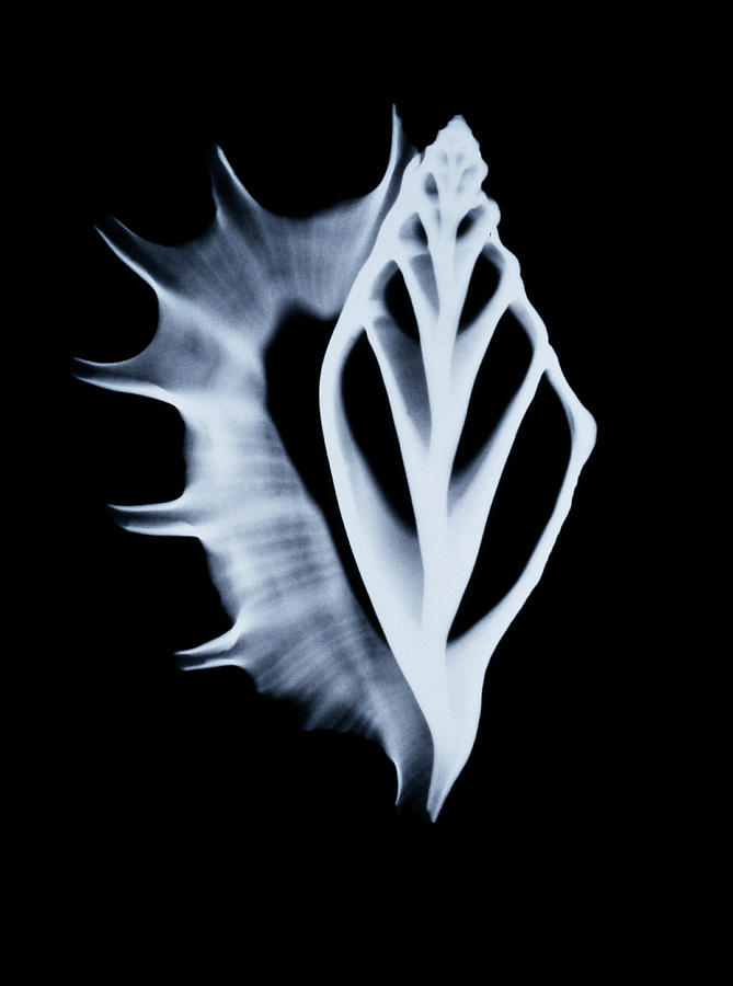 X-ray Of Shell Photograph by Mike Hill