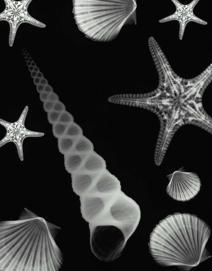 X-ray Of Starfish And Seashells Digital Photograph by Nicholas Veasey