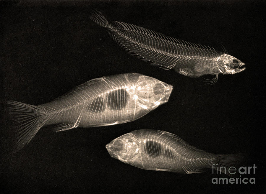 X Ray Study Of Two Goldfish And A Saltwater Fish, 1896 Photograph by Josef Maria Eder