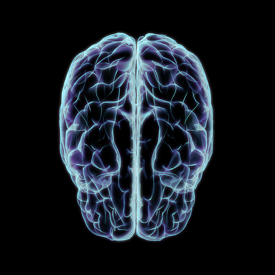 X-ray Style Of Human Cerebrum, Top View Photograph by Hank Grebe - Pixels