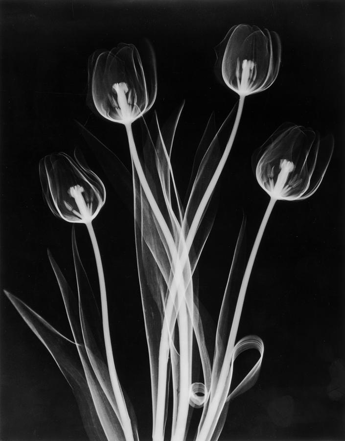 X-ray Tulips On Black Photograph by Edward Charles Le Grice