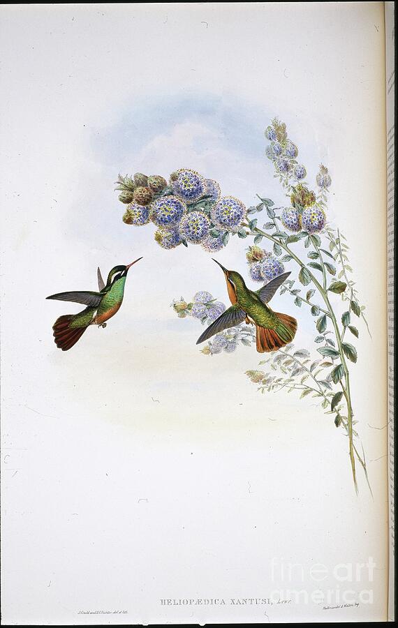 Xantuss Humming Bird Heliopaedica Xantusi Hand Coloured Litho Drawing by John Gould Xantuss Humming Bird Heliopaedica Xantusi Hand Coloured Litho Drawing by John Gould