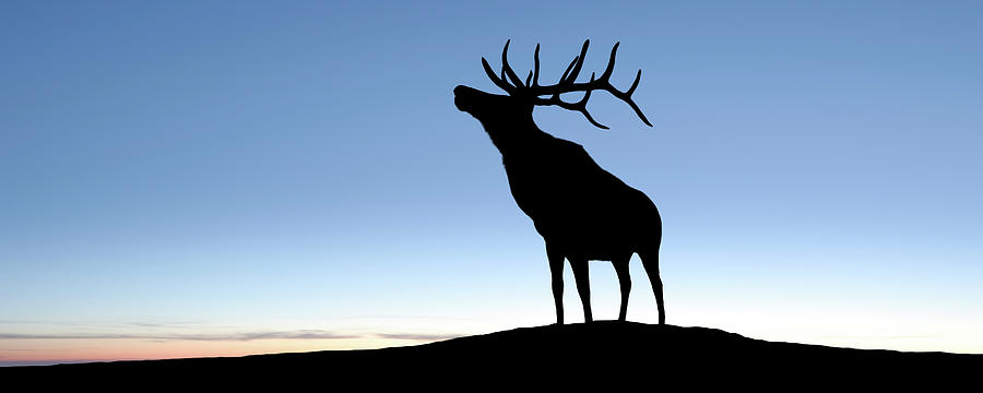 Xl Elk Silhouette Photograph by Sharply done