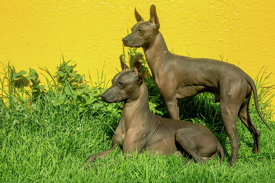 Xoloitzcuintles The National Dog Of Mexico Photograph by Cavan Images Pixels