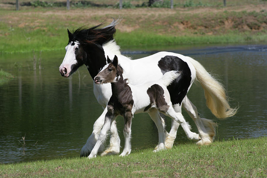 Horse Photograph - Xr9c4194 Gypsy Vanner Mare And Foal-hope And Winsome-horse Feathers Farm, Tx by Bob Langrish