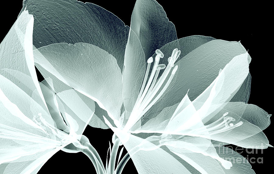 Nature Digital Art - Xray Image Of A Flower  Isolated by Posteriori