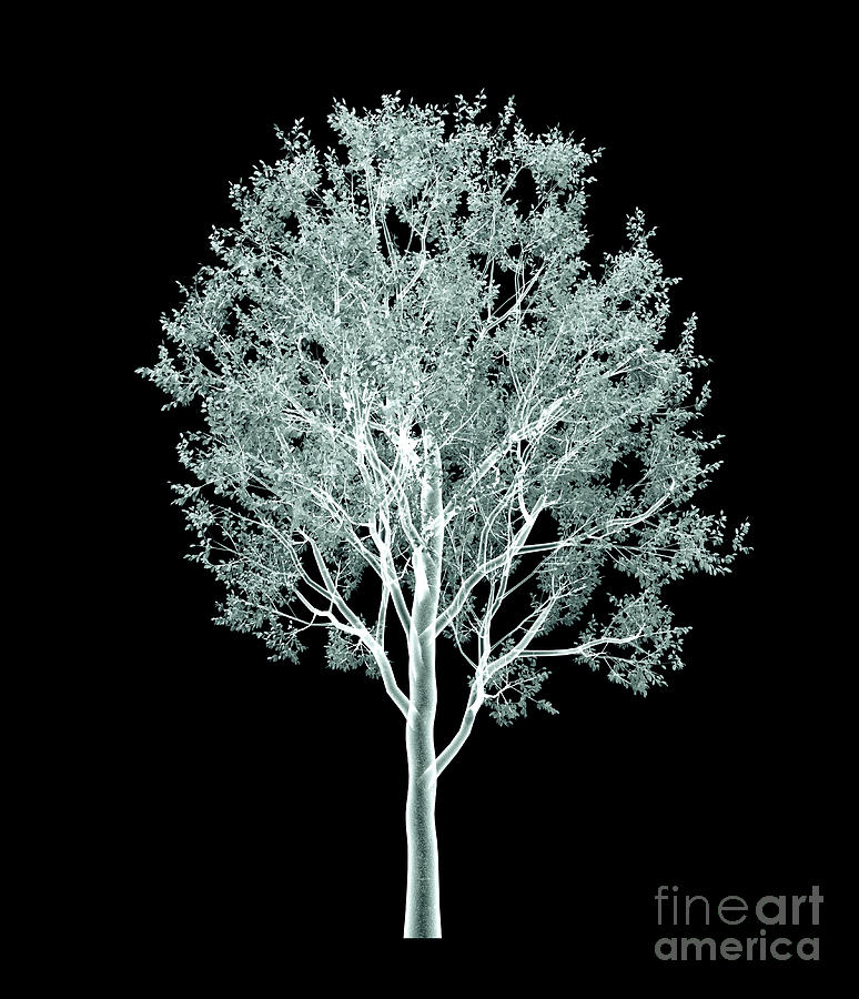 Xray Image Of A Tree Isolated On Black Digital Art by Posteriori