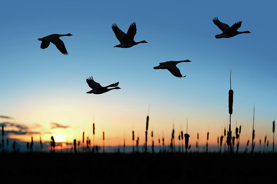Xxl Migrating Canada Geese At Sunset Photograph by Sharply done