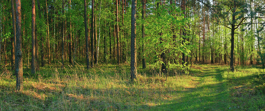 Xxxl Green Forest - Panorama Photograph by Konradlew