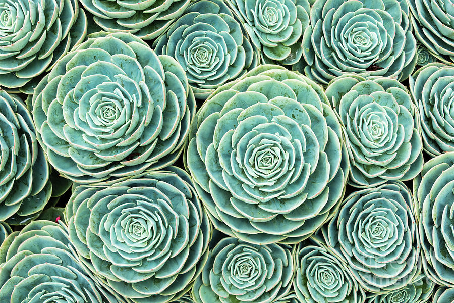 Xxxl Natural Pattern Of Hens And Chicks Photograph by Ogphoto