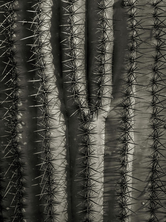 Saguaro National Park Photograph - Y 4x3 by Joseph Smith