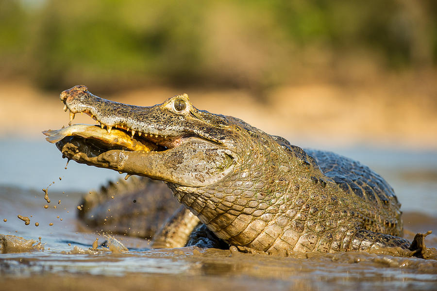 Crocodile Photograph - Yacare Caiman And Piranha by Petr Simon
