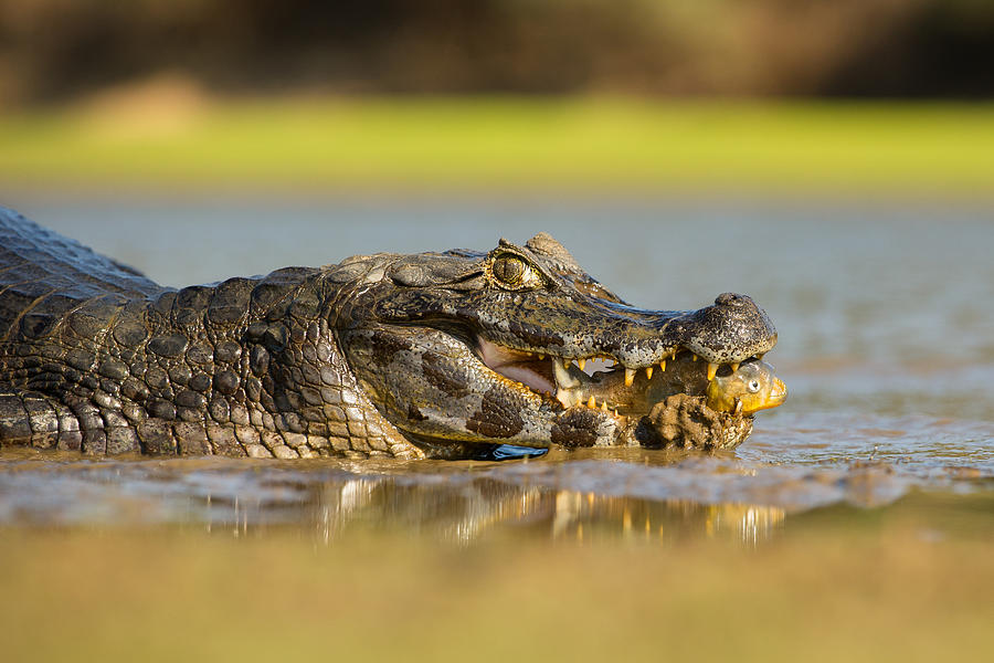 Crocodile Photograph - Yacare Caiman Catching And Eating The Piranha by Petr Simon