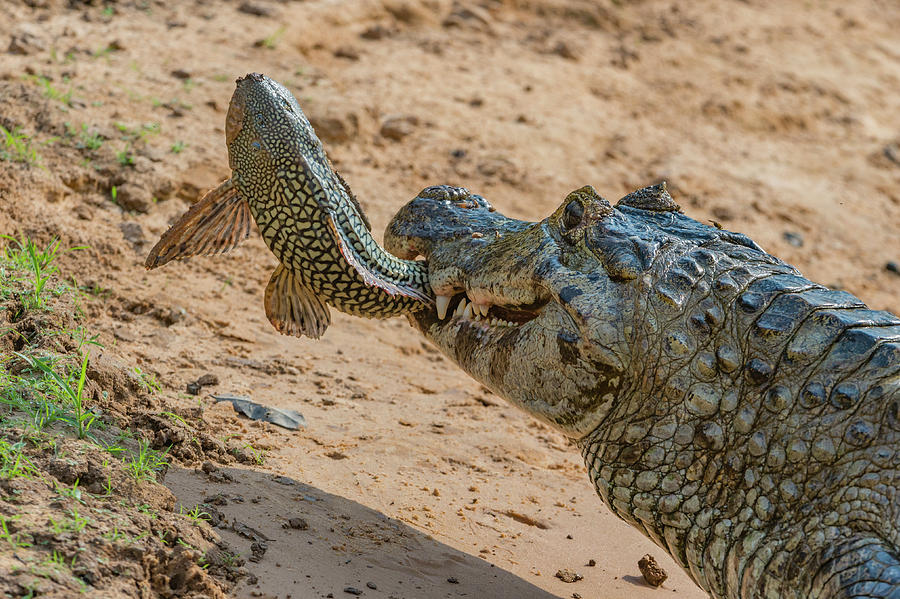 Yacare Caiman Eating Amazon Sailfin Catfish Pantanal Brazil Photograph By Jeff Foott Naturepl Com