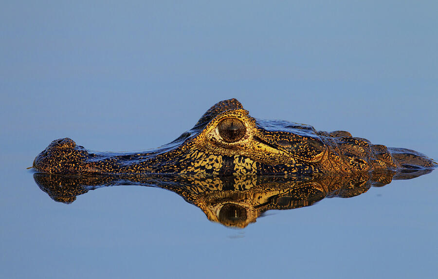 Yacare Caiman Lying In Water With Perfect Reflection Photograph by Tony ...