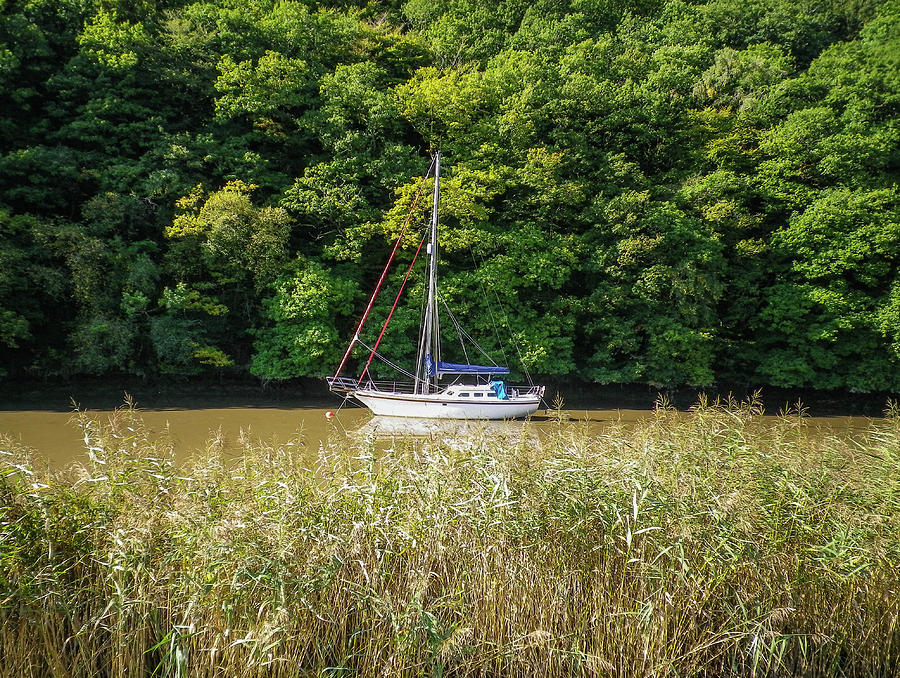 Yacht On River Tamar Calstock Cornwall Photograph by Richard Brookes