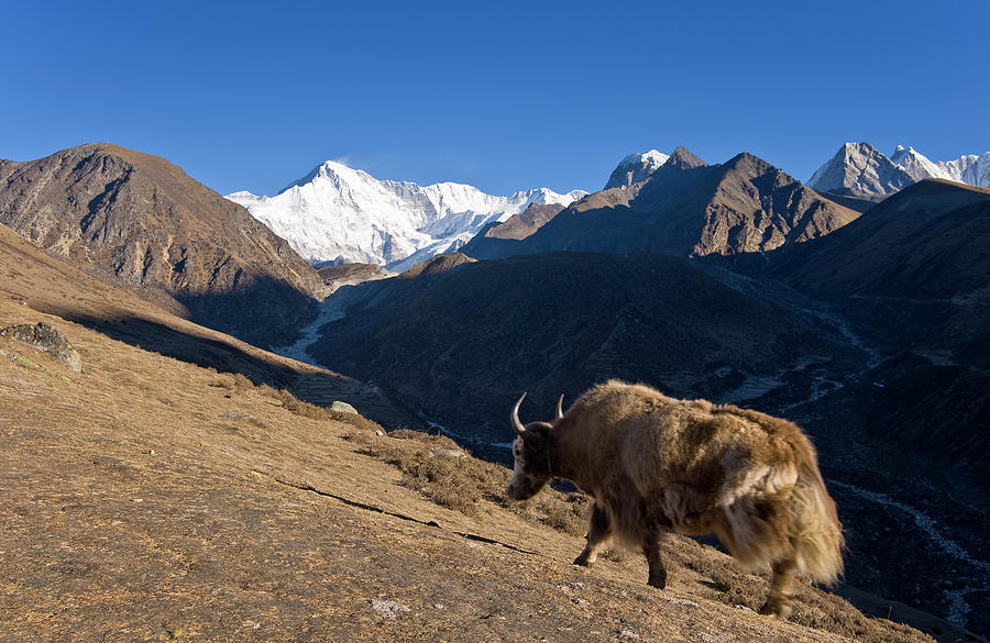 Yak Grazing On Dusty Mountainside Photograph by Cultura Exclusive/ben Pipe Photography