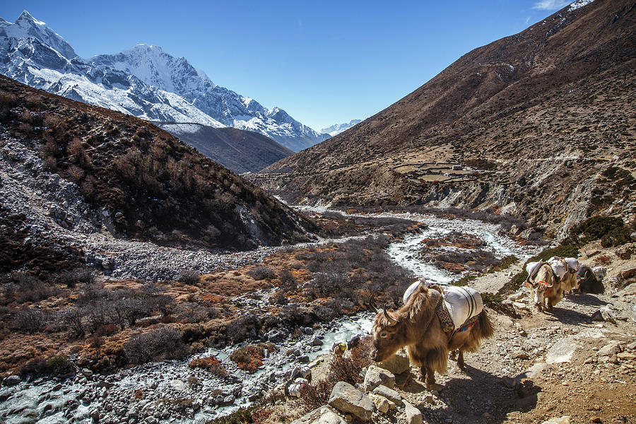 Yaks Carry Goods Up Nepal's Khumbu Valley Towards Everest Base Camp 