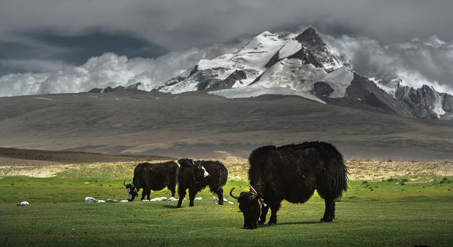 Yaks Of Himalayas Photograph by Coolbiere Photograph