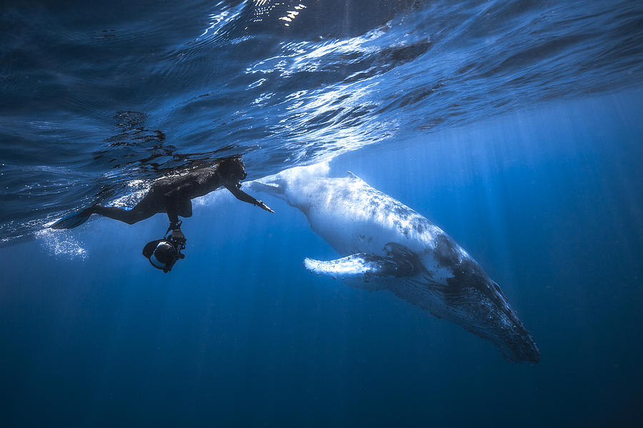Whale Photograph - Yann & Whale by Barathieu Gabriel