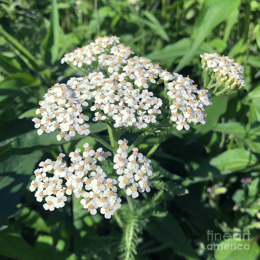 Yarrow 1 Photograph by Amy E Fraser - Fine Art America