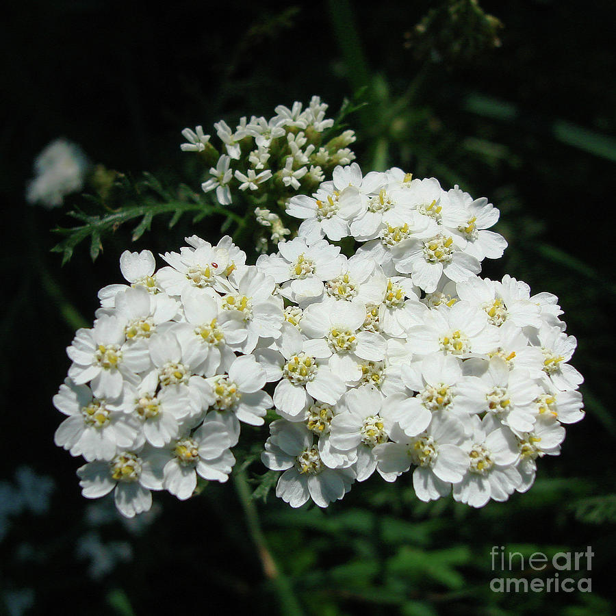 Yarrow 3 Photograph by Amy E Fraser - Fine Art America