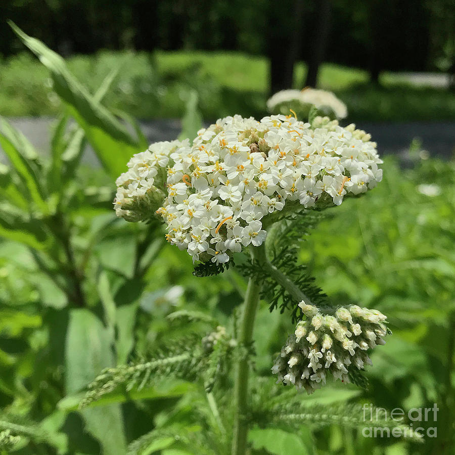 Yarrow 4 Photograph by Amy E Fraser - Fine Art America