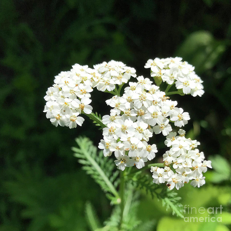 Yarrow 6 Photograph by Amy E Fraser - Fine Art America