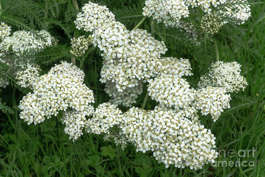 Yarrow (achillea Millefolium) Photograph by Science Photo Library Yarrow (achillea Millefolium) Photograph by Science Photo Library