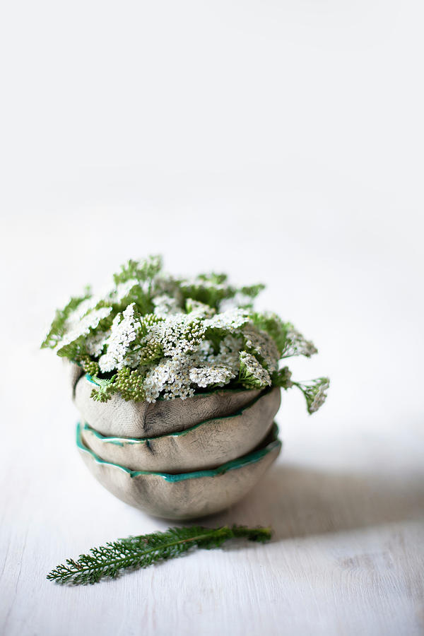 Yarrow achillea Millefolium In Stacked Bowls Photograph by Alicja Koll