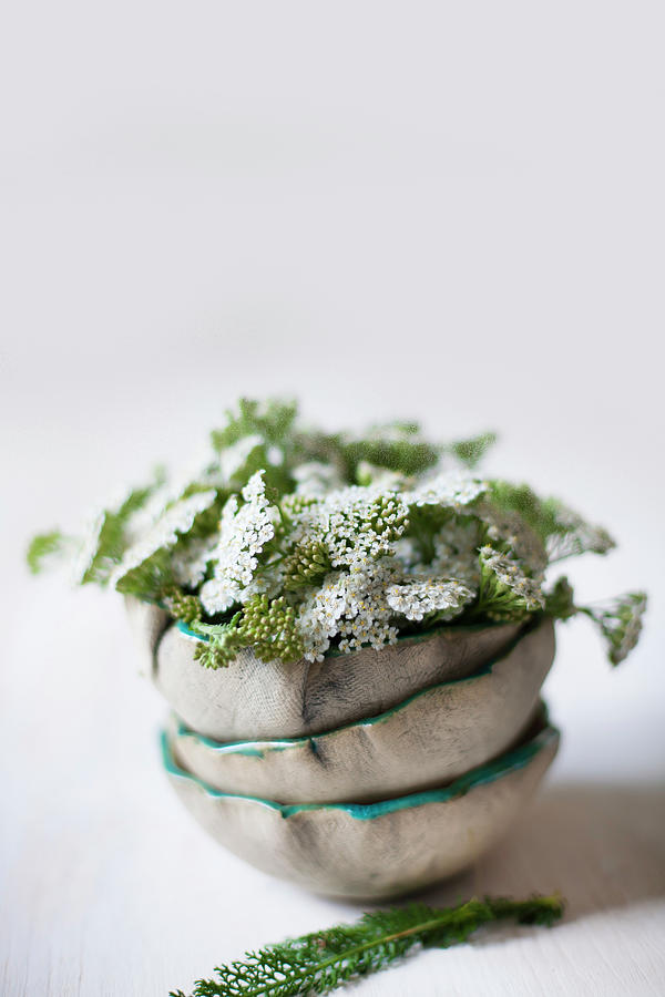 Yarrow In Stack Of Bowls With Ruffled Rims Photograph by Alicja Koll