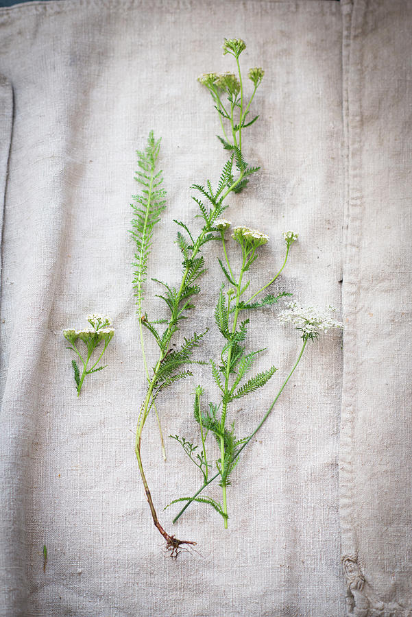 Yarrow On A White Linen Cloth Photograph by Manuela Rther