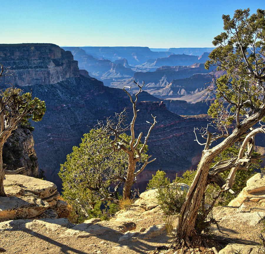 Yavapai Point Lone Tree, Grand Canyon Photograph by Chance Kafka