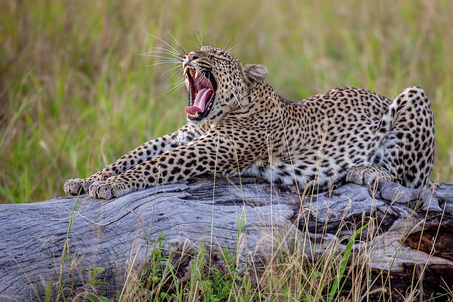 Wildlife Photograph - Yawn ! by Alessandro Catta