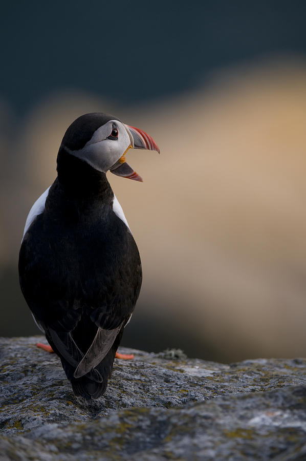 Puffin Photograph - Yawn! by Olof Petterson