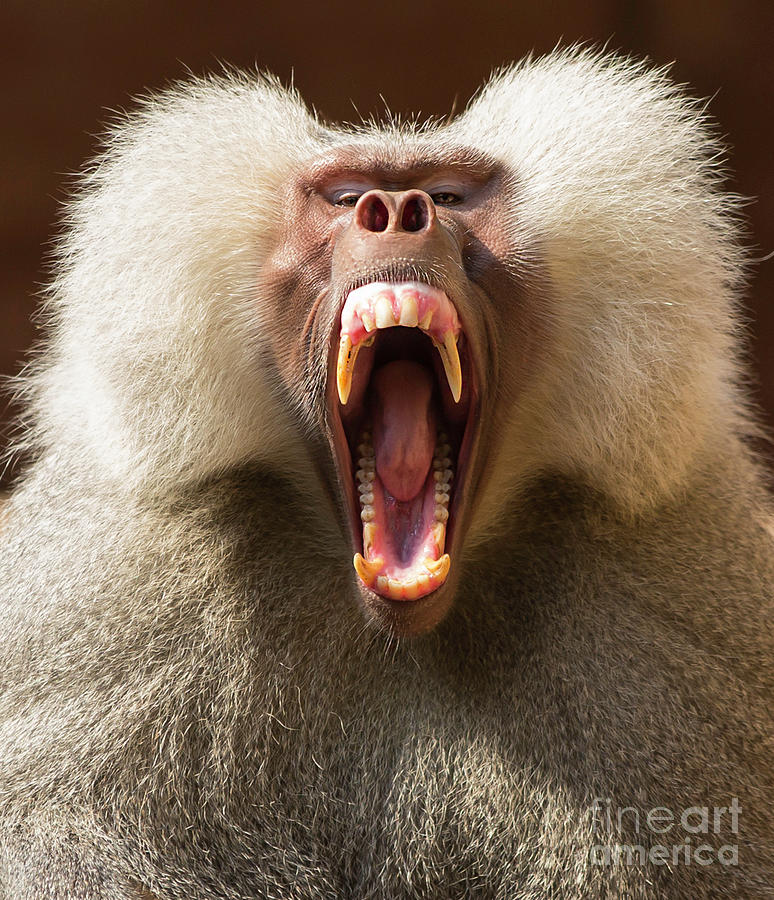 Yawning Baboon Facing Camera Photograph by Sneil375