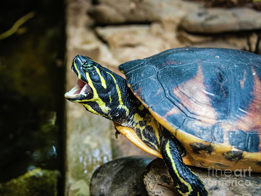 Yawning black and yellow water turtle Photograph by Lyl Dil Creations