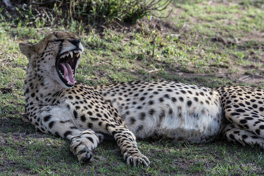 Yawning Cheetah Photograph by Mark Hunter