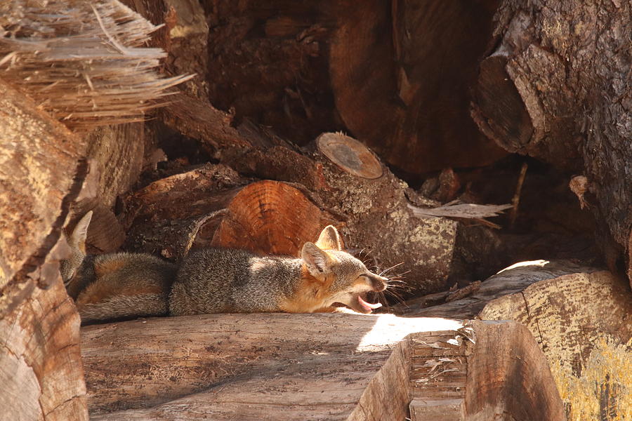 Yawning Fox Kit by Paul Comish Yawning Fox Kit by Paul Comish