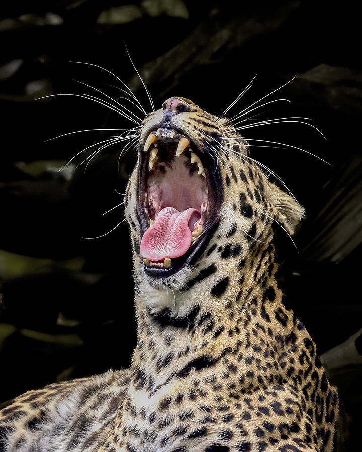 Yawning Photograph by Gatot Herliyanto
