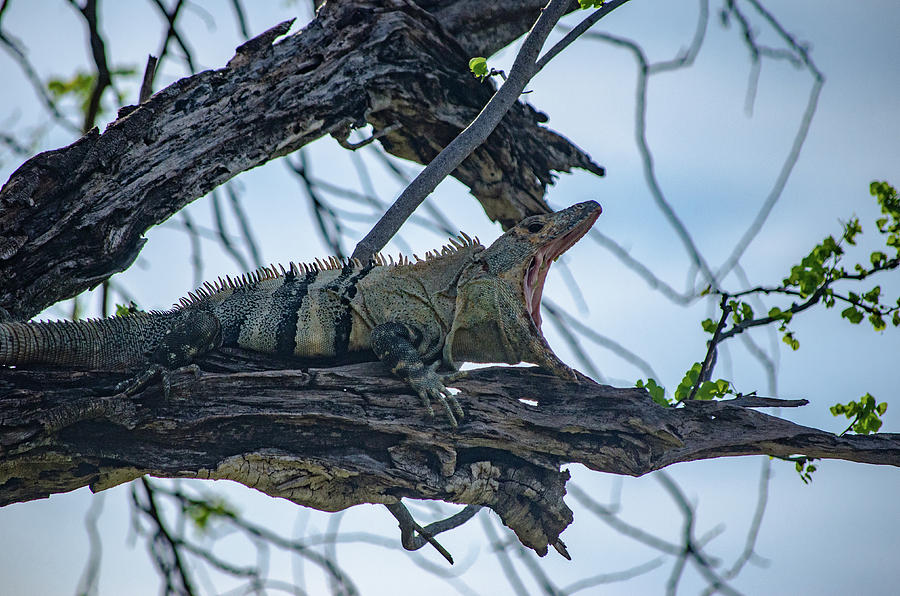 Yawning Iguana Photograph by Neil Taitel - Fine Art America