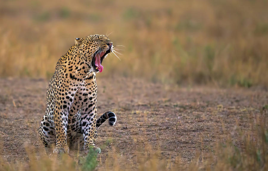 Yawning Leopard Photograph by Rayees Rahman