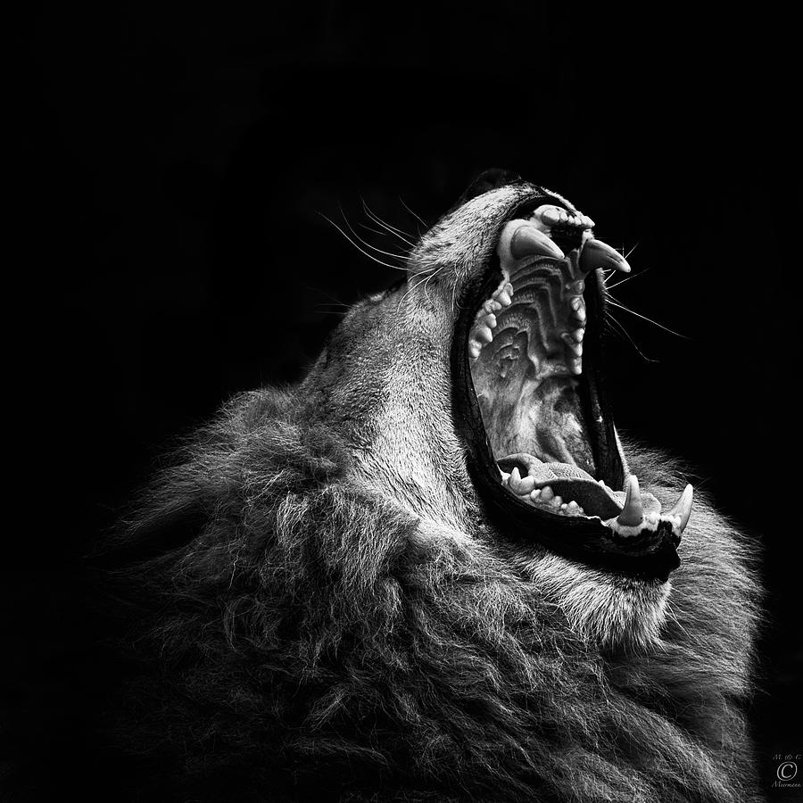 Yawning Lion Photograph by © Christian Meermann Yawning Lion Photograph by © Christian Meermann