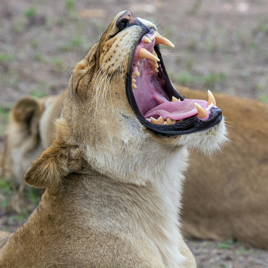 Yawning Lioness Photograph by Mark Hunter