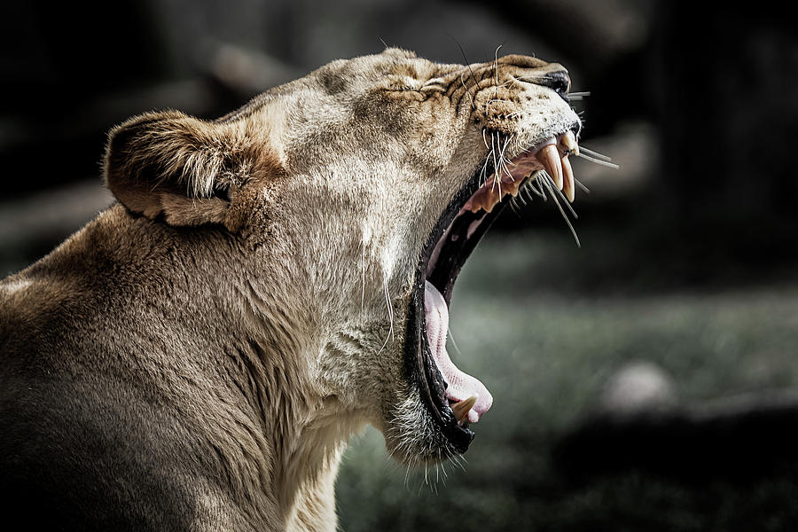 Yawning Mother Lion Photograph by Ron Pate