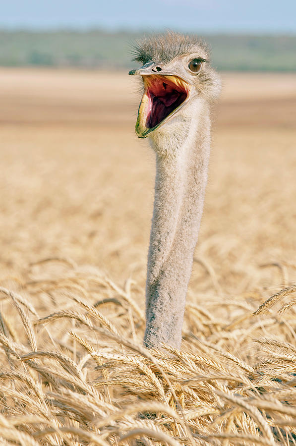 Yawning Ostrich On Corn Field Photograph by Peter Chadwick