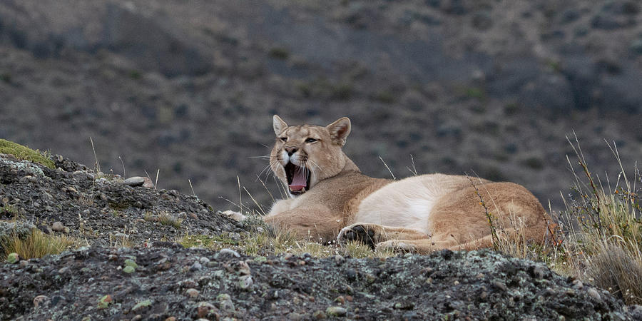 Yawning Puma Photograph by Patrick Nowotny